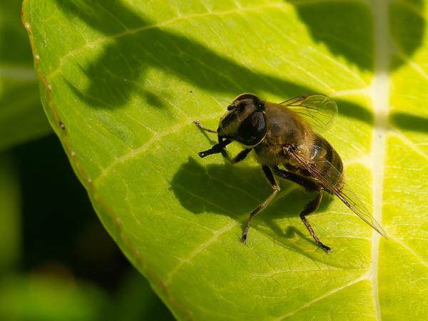 Blinde bij (Eristalis tenax)